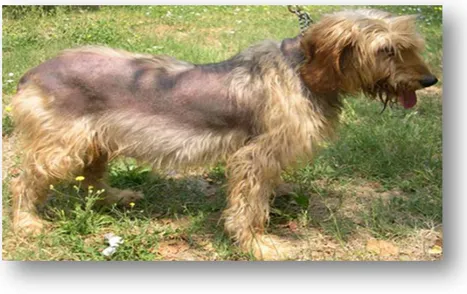 Figura 2: Cane Segugio italiano pelo forte , 11 anni, femmina affetta da ipercortisolismo ipofisi-dipendente; si  noti l’alopecia simmetrica bilaterale e l’iperpigmentazione cutanea