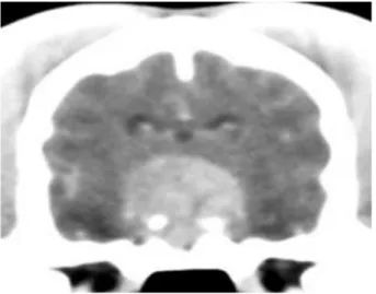 Figura 5: tomografia computerizzata del cranio in un cane meticcio maschio di 8 anni affetto da ipercortisolismo  ipofisi dipendente