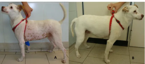 Figura 3: Cane , meticcio femmina di 9 anni affetto da PDH a sinistra presenta aumento di volume dell’addome  con alopecia simmetrica bilaterale a destra  (B) dopo 4 mesi di terapia presenta pelo folto e assenza di addome 