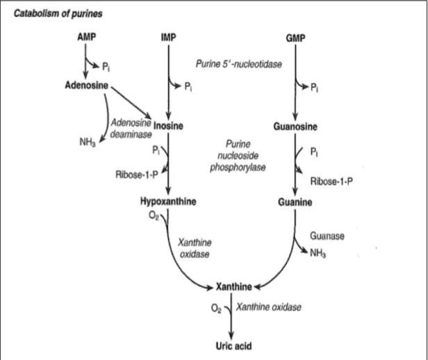 Figure 6. (Lamb E.J. &amp; Price C.P., 2008) Catabolism of purines and formation of  xanthine.