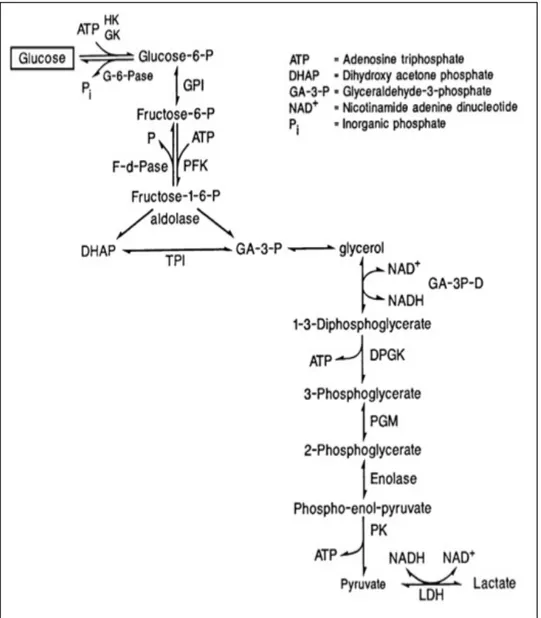 Figure 7. (Valberg S.J., 2008) Reaction scheme of anaerobic glycolysis 