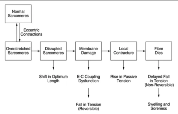 Figure 4 (Proske U. &amp; Morgan D.L., 2001). Diagram of events that lead to muscular  damage following eccentric contractions 
