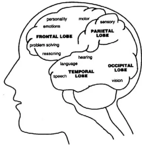 Figure 2.2: Structures of the brain 