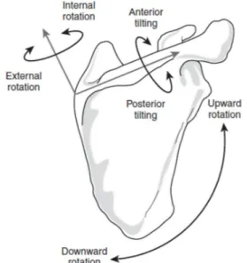 Figure  2.5:  Scapular  variables:  posterior  tilt,  upward  rotation, and external rotation