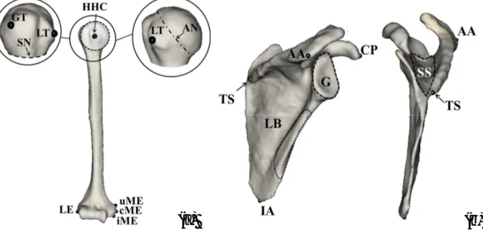 Figure 4.2: Humeral ACS (van der Helm et al., 1996). 