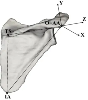 Figure 03: Scapular ACS (Wu et al., 2005). 