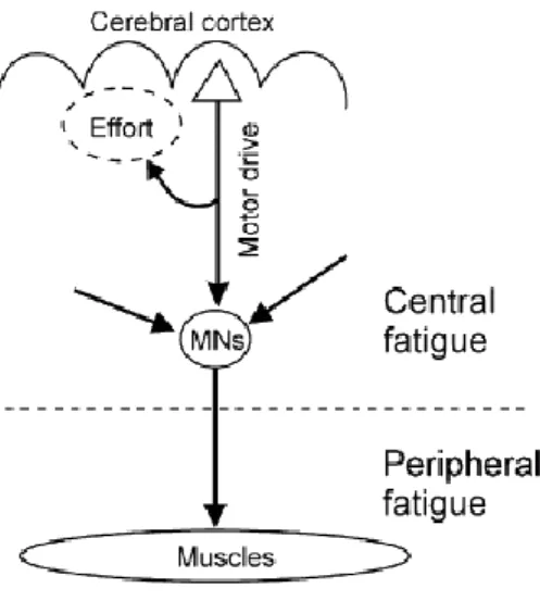 Figure 3: The descending motor drive from the cerebral cortex to muscles via the motor neuron during fatigue   From Kernell, 2009