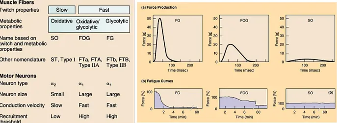 Figure 10: (Left) Muscle fibers and Motor Neurons classification and properties; (Right) Trend of force production  and fatigue curves in the three types of muscle fibers (FG, FOG and SO)