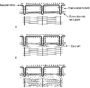 Figure 11: Role of Ca 2+  in the excitation-contraction coupling. (a) Ca 2+  is stored in the SR at rest; (b) Ca 2+  is released  into the sarcoplasm in the presence of an AP; (c) Ca 2+  remains in the sarcoplasm after the AP has passed until it is 