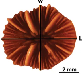Fig. 2. Caryophyllia inornata. Specimens photographed in the laboratory (L: major axis, w: minor axis of the polyp)