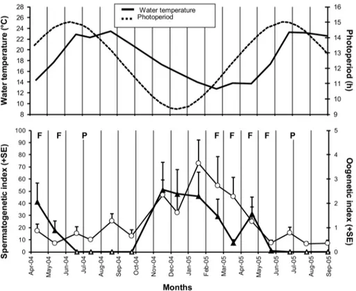 Figure 3. Variation in astroides calycularis gamete development, water temperature, and pho- pho-toperiod from april 2004 to September 2005 at palinuro