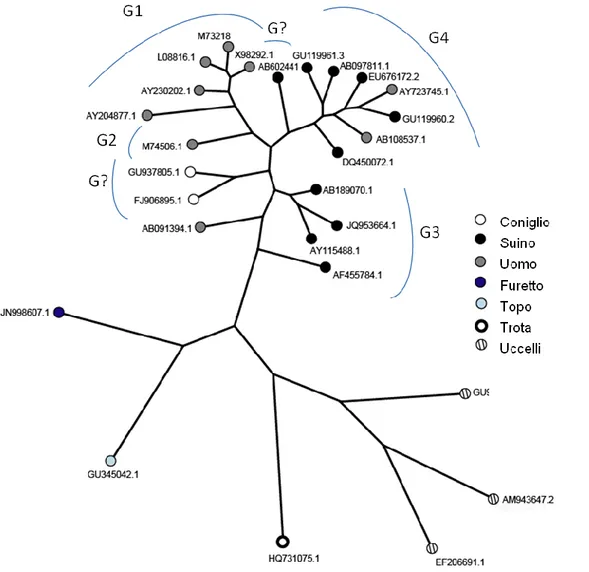 Figure 1.3: L’albero filogenetico mostra i diversi genotipi di HEV identificati fino ad oggi