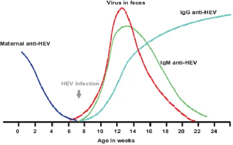 Figura 4.1: Ciclo naturale di infezione da HEV nel suino (Pavio et al., 2010). 