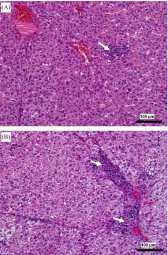 Figura 4.2: Fegati di suinetti infettati naturalmente con SwHEV g3. 