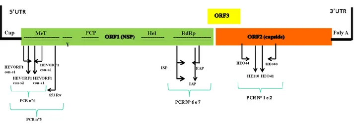 Figura 6.2: organizzazione genomica di HEV e posizione dei primers utilizzati per le PCRs