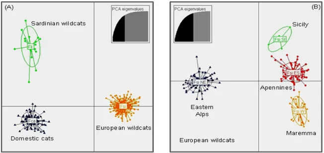 Figure  3. Scatterplot of a Discriminant Analysis of Principal Component (DAPC) obtained with A DEGENET  showing  genetic distinctions among: (A) three cat subspecies (set C, including domestic cats, Sardinian wildcats and European  wildcats); (B) all Euro
