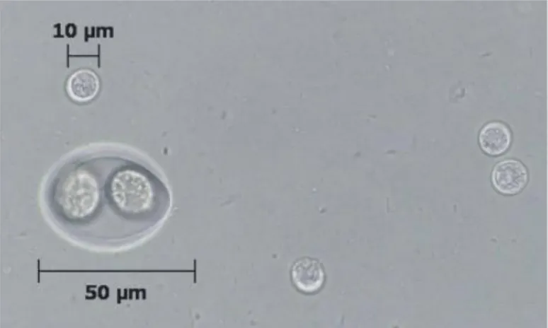 Fig.  3  Multiple  oocysts  and  a  single Isospora oocyst (arrow):  comparison  of  the  relative  size  of Isospora  felis to the Toxoplasma oocysts 