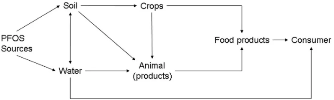 Figura  1.6    Passaggio  del  PFOS  lungo  la  catena  produttiva  alimentare  (van  Asselt  et  al.,  2011) 