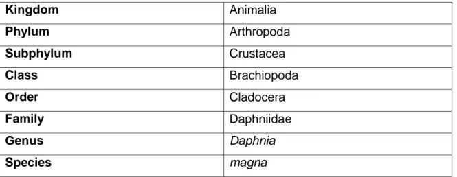 Table 1.1. Scientific classifcation of Daphnia magna 