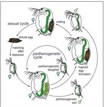 Fig.  1.4.  Sexual  and  the  asexual  (parthenogenetic)  life  cycle  of  a  Daphnia