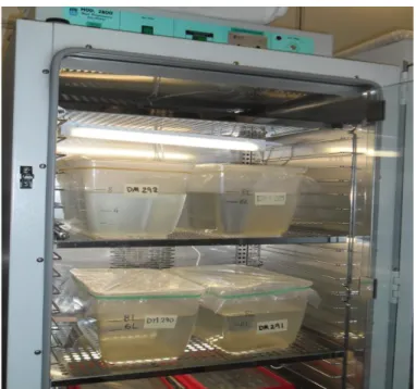 Fig. 3.1.  Daphnia cultures maintained in 8 liter plastic vessels at  constant environmental conditions