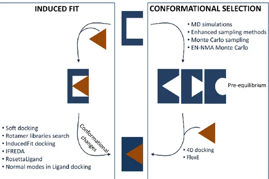 Figure 3. Induced fit and conformational selection, with the corresponding computational  methods dealing with local and global flexibility