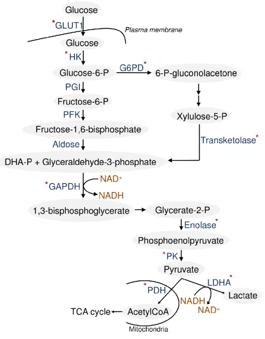 Figure 11. Scheme of glycolytic pathway. Asterisks remark the possible glycolytic enzymes  which  can  be  inhibited  for  anticancer  therapies