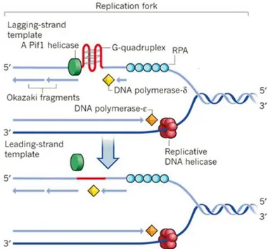 Figure  2.1.2.1:  G-4  unwinding  role  of  Pif1  helicase  during  DNA  duplication  which  allows  replication  progress  past  this  obstacle  (figure  from  ―DNA  replication:  Driving  past   four-stranded snags‖, Sergei M