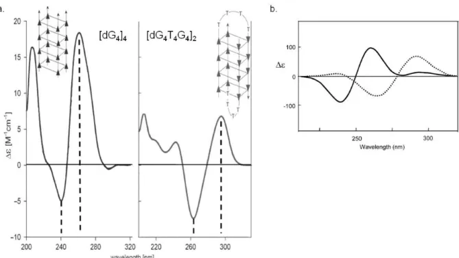 Figure  2.1.5.4:  a.  Experimental  CD  spectra  of  G-DNAs:  on  the  left  the  parallelstranded  quadruplex  [d(G4)]4  stabilized  by  16  mM  K+,  on  the  right  Na+-induced  antiparallel  bimolecular  quadruplex  of  [d(G4T4G4)]2 48 ;  b