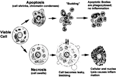 Figure 20. Comparison of morphological features in apoptosis and necrosis. (taken from  Gewies 70 )