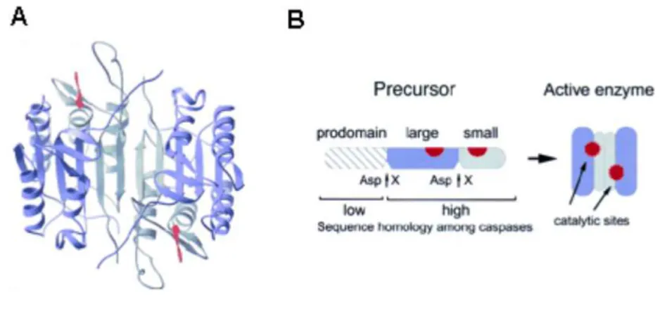 Figure  21.  A)  Crystal  structure  of  caspase-3  in  complex  with  a  tetrapeptide  aldehyde  inhibitor  (red)