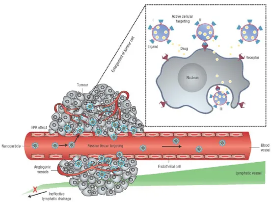 Figure 1.1.3:  passive and active targeting of nanosystems. From D. Peer,   Nature Nanotechnology 2007, 2, 751-760