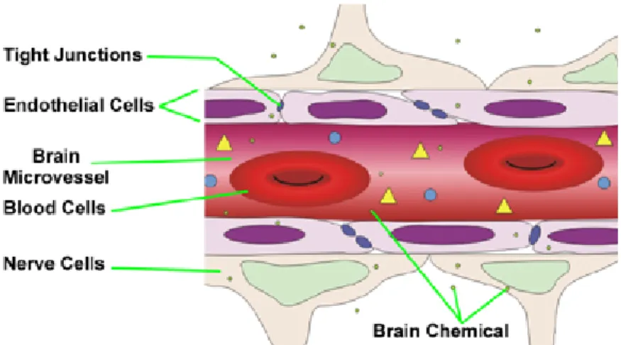 Figure 1.1.4:  schematic representation of the Blood Brain Barrier. J. Whitebread, The Blood-Brain  Barrier and OCD, Section 23 PSY1001 Fall 2011