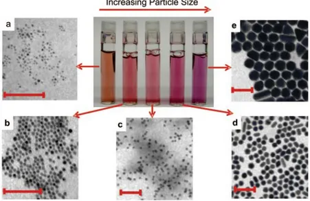 Figure 1.3.2.2 : effect of varying size of gold nanoparticles. TEM images (scale bars 100 nm) and  picture of different solutions of gold nanoparticles whit increasing size (from a to e)