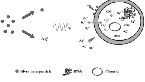 Figure 1.3.3.2 : induced cell apoptosis by silver nanoparticles and silver ions. 