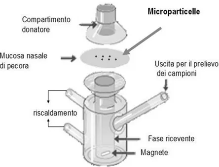 Figura 8. Cella di Franz 