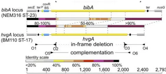 Figure 1.4: Structure of the bibA/hvgA locus in GBS strains NEM316 and BM110 (Tazi A, 2010)