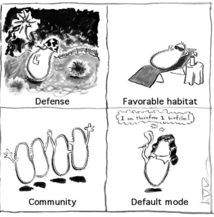 Figure  1.7:  Artistic  interpretation  of  the  four  driving  forces  behind  bacterial  biofilm  formation  that  are  discussed in a review by K.K