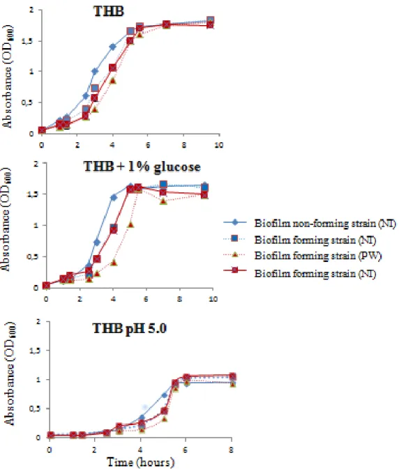 Figure 3.4: Comparison of the growth rate of GBS biofilm forming and non-forming strains  