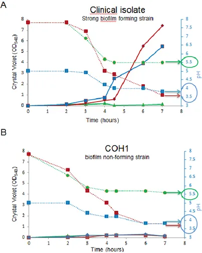 Figure 3.5: Time-course of biofilm formation in correlation to pH. 
