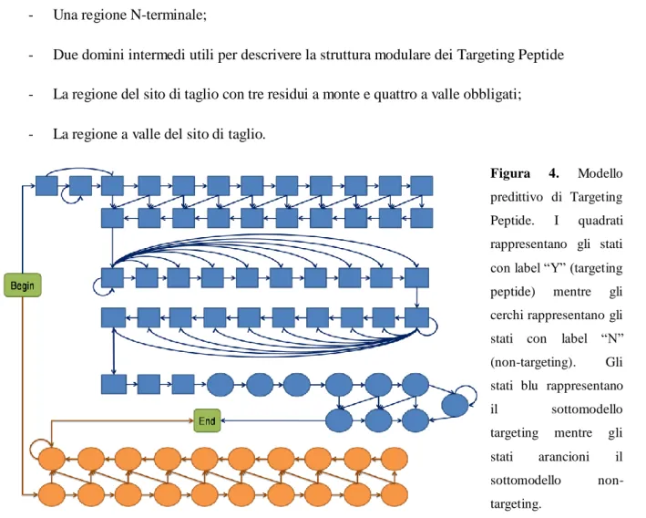 Figura  4.  Modello  predittivo  di  Targeting  Peptide.  I  quadrati  rappresentano  gli  stati  con label “Y” (targeting  peptide)  mentre  gli  cerchi rappresentano gli  stati  con  label  “N” 