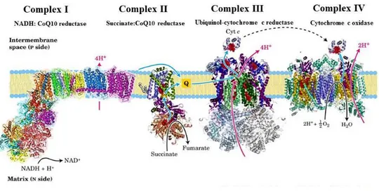 Figure  1.1:  The  mitochondrial  respiratory  chain. Textbook  description  of  the  respiratory  chain