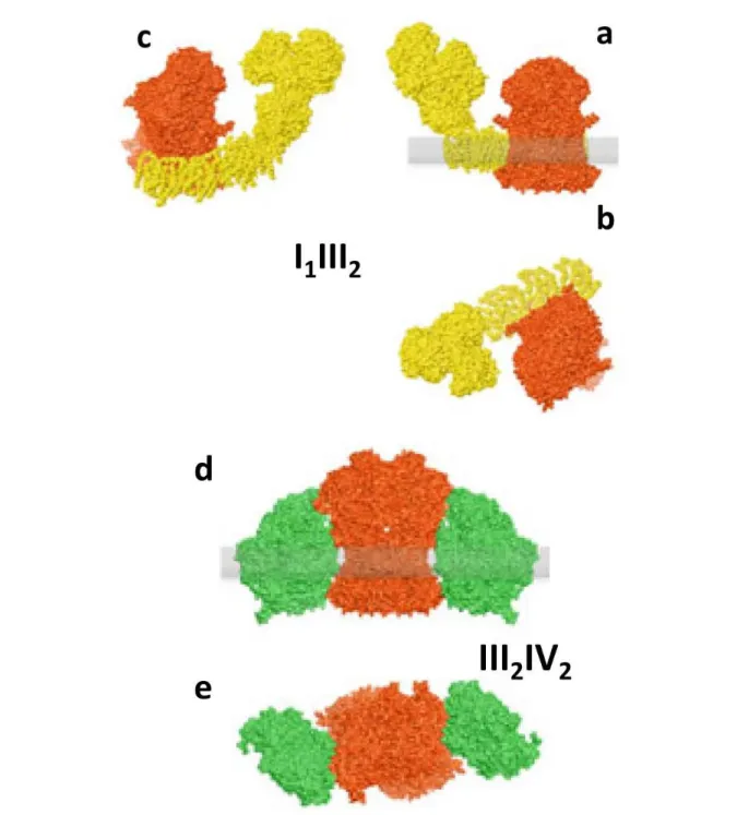 Figure  1.7:  Models  of  respiratory  supercomplexes.  (a,b)  Models  for  the  bovine  I 1 III 2
