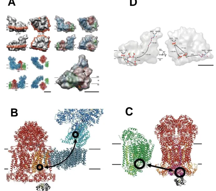 Figure  1.9:  Cryo-EM  3D  map  and  fitted  X-ray  structures  of  bovine  I 1 III 2 IV 1 supercomplex  (respirasome)  and  Electron  transfer  pathway  A)