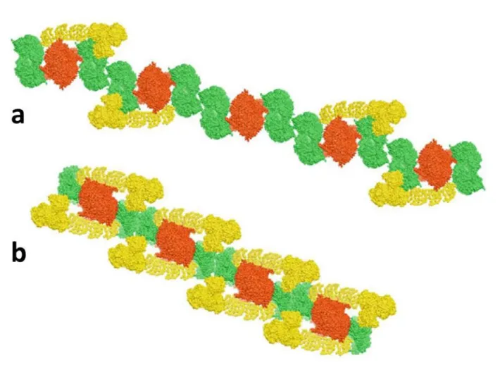 Figure  1.10:  Hypothetical  models  for  a  higher  organization  of  respiratory  chain  complexes (respiratory strings)