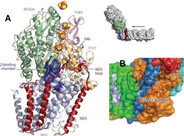 Figure  1.13:  Quinone-reaction  chamber  of  Complex  I.  Cartoon  representation  of  the  atomic  model  (Protein Data  Bank identifier 4HEA) at 3.3 Å resolution from T