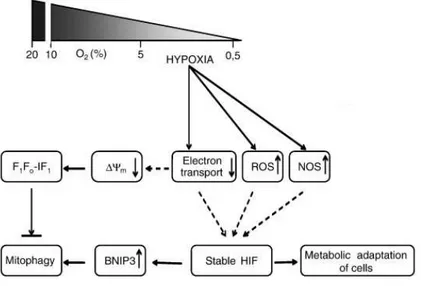 Figura  13.  Alterazioni  del  metabolismo  mitocondriale  in  ipossia.  L’ipossia  induce  l’aumento  della  produzione  di  ROS,  l’attivazione  della  NO  sintasi  e  la  riduzione  della  velocità  del  trasporto  degli  elettroni,  determinando  un  c