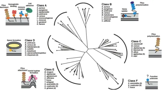 Figure 8. Phylogenic tree showing the relationships among the six classes of sortases  from  Gram-positive  bacteria