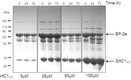 Figure  21.  SrtC1 WT   does  not  polymerize  BP-2a  in  vitro.  Time  course  of  reaction  between  SrtC1 WT   and  BP-2a  followed  by  SDS-PAGE  at  different  times  (0-24h-72h)