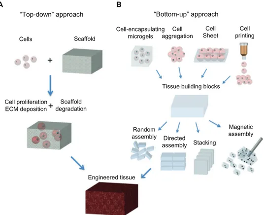 Figure 1.2: Schematic of “top-down” and “bottom-up” approaches for tissue engineering